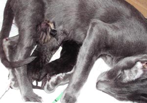 Kittens die geboren zijn bij de poes die een baarmoederspoeling heeft ondergaanbeginnen te drinken